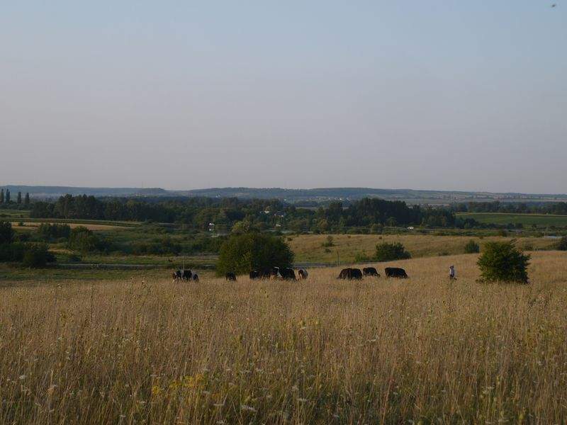 Gestione delle colture